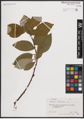 Foto von Salix caprea L.